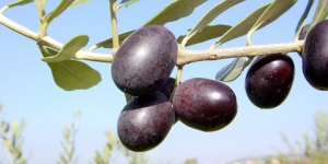 olivo-leccino